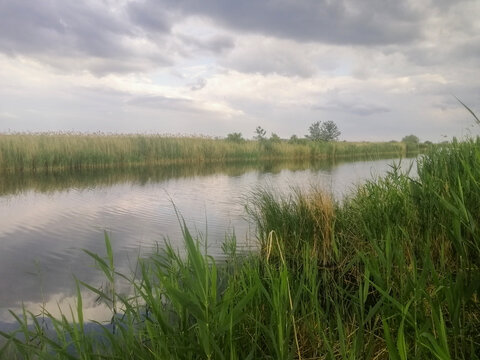 Calm water reflection sky in quiet river bay surrounded by reed. Reed grass near riverbank, enhancing peaceful atmosphere. Reflection sky and clouds on calm water enhances feeling of serenity.