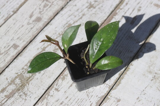 hoja hoya carnosa r&oacute;żowa