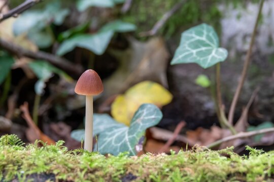 close up of common mycena a species of bonnets mushrooms 