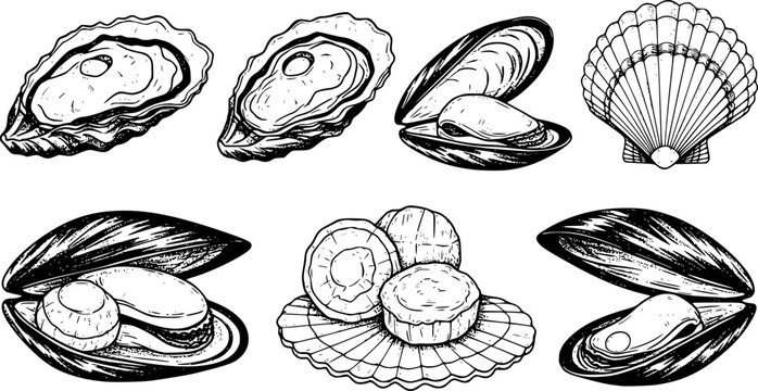 Shellfish seafood, vector hand drawn set. Oysters, mussels, scallop and other.