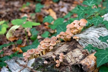 close up of sulphur tuft clustered woodlover fungus