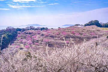 日本の兵庫県にある綾部市梅林公園の梅の花