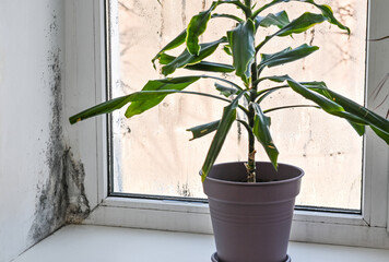 Mold in corner of plastic windows. flower on windowsill. dracaena plant by window with fungal mold in apartment. fungus contamination issue in home, unhealthy living space and dampness concept. © Olena Vasylieva