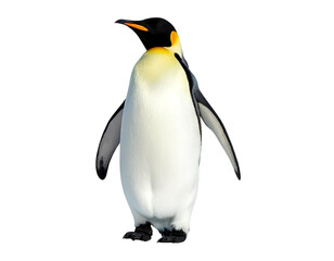 Cute Penguin Standing Upright on Ice, isolated on transparent background, PNG