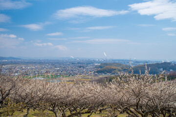 日本の兵庫県にある綾部市梅林公園の梅の花