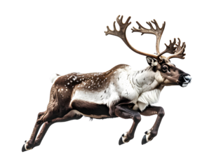 Majestic Reindeer Leaping Gracefully in Mid-Air, isolated on transparent background, PNG