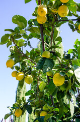 Der Marlinger Waalweg, S&uuml;dtirol