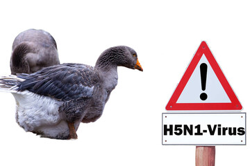 Close-up of a goose, sign H5N1 concept for poultry, danger of bird flu and disease in poultry.	