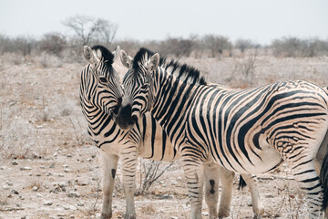 Fototapeta premium Two zebras cuddling and kissing in Etosha National Park, Namibia, affectionate wildlife moment