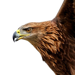 Obraz premium Powerful eagle head close up with sharp beak and intense eye, detailed brown feathers and wing partially visible, isolated on transparency background for dramatic effect
