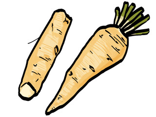 山わさびのイラスト （筆タッチ・薬味） シンプル / Hand-painted Japanese Horseradish (Yama Wasabi) / Brush-style illustration