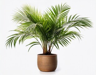 photo of areca palm plant in flowerpot isolated