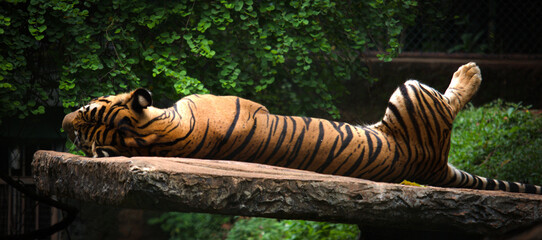 Majestic Royal Bengal Tiger