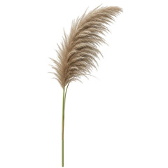 Single Pampas Grass Stem on White