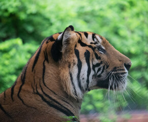 Portrait of a Majestic Royal Bengal Tiger ( Panthera tigris )