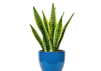 Isolated Snake Plant in Blue Pot, Sansevieria trifasciata, Indoor Houseplant, Fresh Air