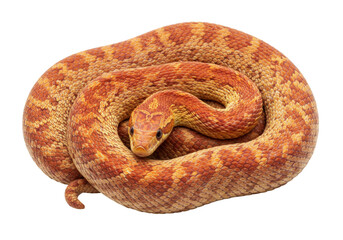Isolated Corn Snake Curled Up and Posing, a Pet Reptile with Orange Scales and Unique Pattern
