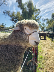 Corriedale breed sheep face during an exhibition.