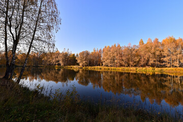 The forest around the forest lake is very beautiful in golden autumn.