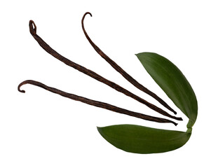 Dried Vanilla pods and green leaves isolated on white with clipping path.top view.