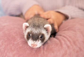 domestic ferret pet portrait, ferret face closeup; animal holded by human hand