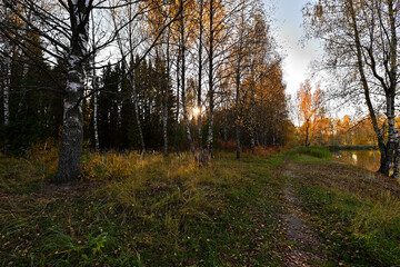 The forest is unusually beautiful during the golden autumn.