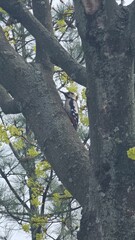 Woodpecker on a Tree