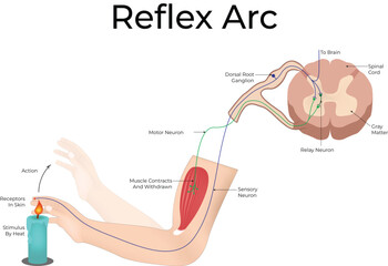 Human Reflex Arc Pathway Diagram