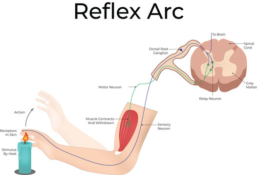Human Reflex Arc Pathway Diagram