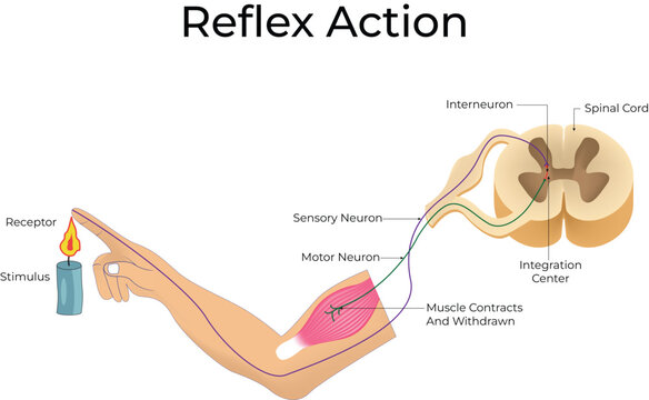 Reflex Action Diagram: Neural Pathway of a Withdrawal Reflex