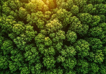 Naklejka premium Aerial view of a dense green forest canopy with sunlight filtering through