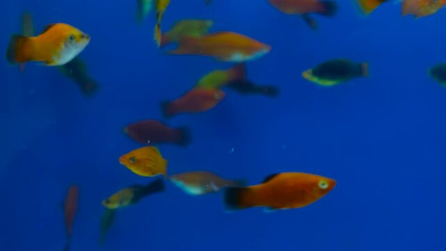 Molly fish swimming in aquarium with blue background. Close-up of molly fish in clear water tank. Tropical molly fish floating gracefully in aquarium.