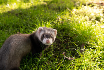 Chocolate sable ferret kit on the grass.