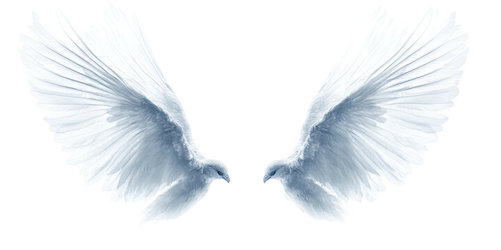Two translucent, white dove-shaped wings spread against a black backdrop