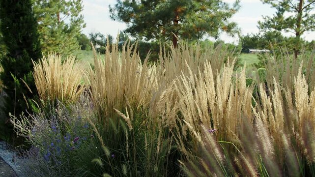 Tall ornamental grasses growing in landscaped garden
