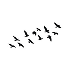 Flock of Birds Silhouette on White Background flying flight migration wildlife animal nature sky group pattern freedom wing black
