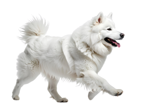 Happy Excited Samoyed Dog Running in Side Profile View, isolated on transparent background, PNG