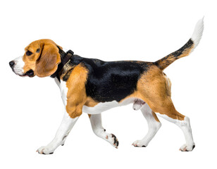 Cute Happy Beagle Dog Walking in Side Profile View, isolated on transparent background, PNG