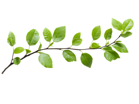 Abstract digital static noise pattern with rainbow and white line anomalies isolated on transparent background