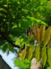 Green Striped Dragonfly Perched on Leaf
