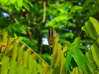 Dragonfly Symmetric View on Yellowish Foliage