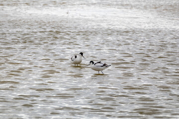 Two pied avocets standing in shallow water
