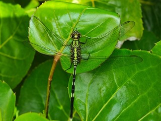 Dragonfly Dorsal View on Round Green Leaf