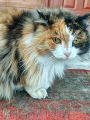 Portrait of a fluffy white and red black cat on a porch