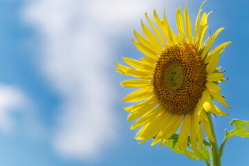 青空に咲くひまわり