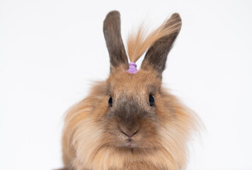 Red bunny rabbit portrait with pony tail looking at camera on white background girl play with funny bunny