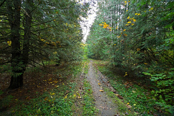 The forest is unusually beautiful during the golden autumn.