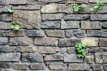 Ivy Growing on Old Stone Wall