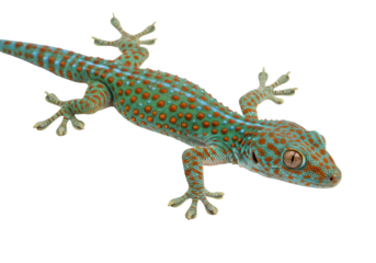 Isolated Gecko a brightly colored Tokay lizard with red and blue skin pattern, on blank