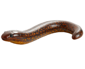 Glossy brown caecilian with orange spots, arched on a black background